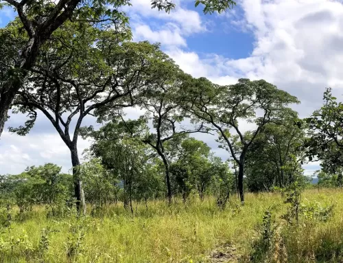 The Forest Spoke To Me