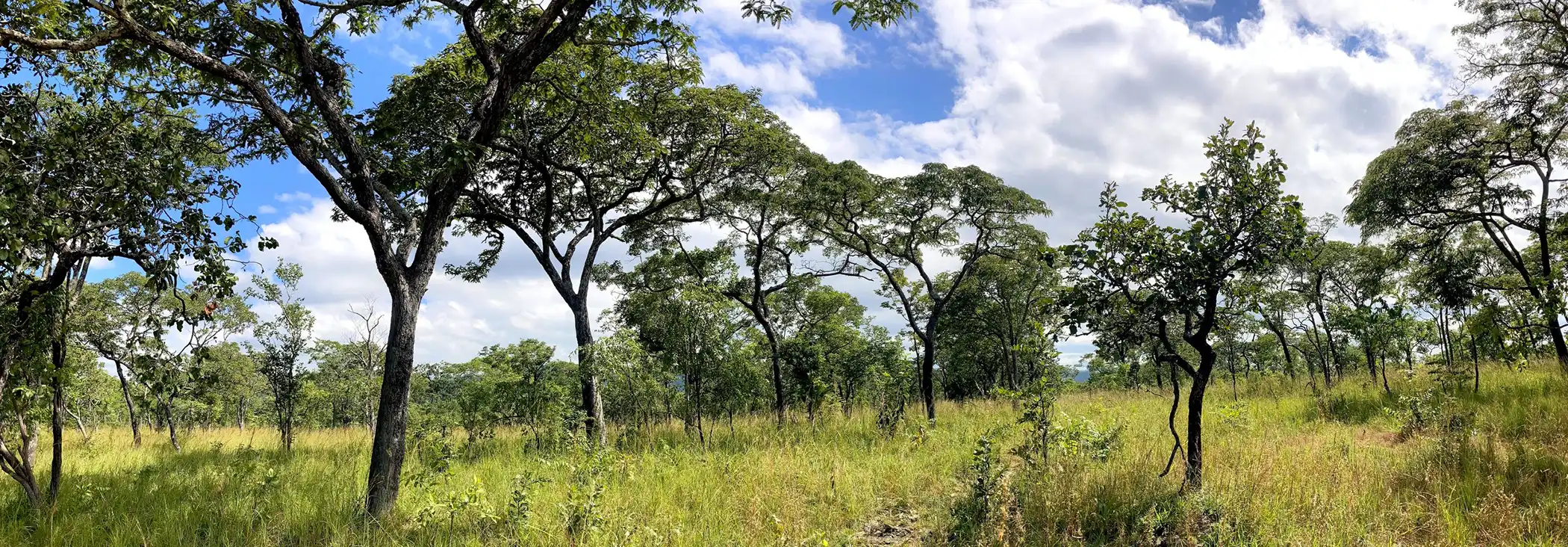 CompactRF–The-Forest-Spoke-To-Me–featured-image