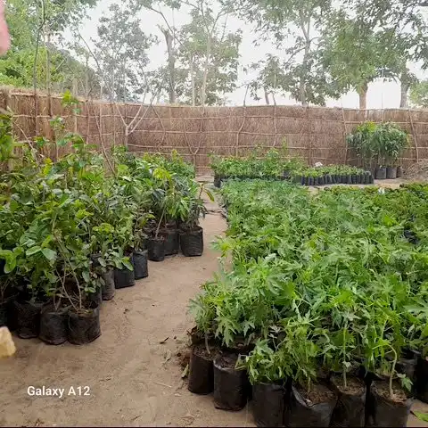 Compact-Resource-Foundation–Projects–Kawiri-Village-Nkhotakota–saplings-delivered-2