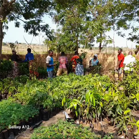 Compact-Resource-Foundation–Projects–Kawiri-Village-Nkhotakota–saplings-delivered-4