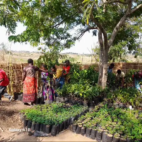 Compact-Resource-Foundation–Projects–Kawiri-Village-Nkhotakota–saplings-delivered-5