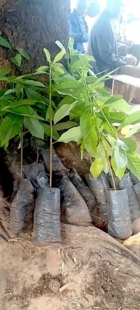 Compact-Resource-Foundation–Projects–Ndalama-Village-Nkhotakota–Permaculture-Session-3-4–image-4