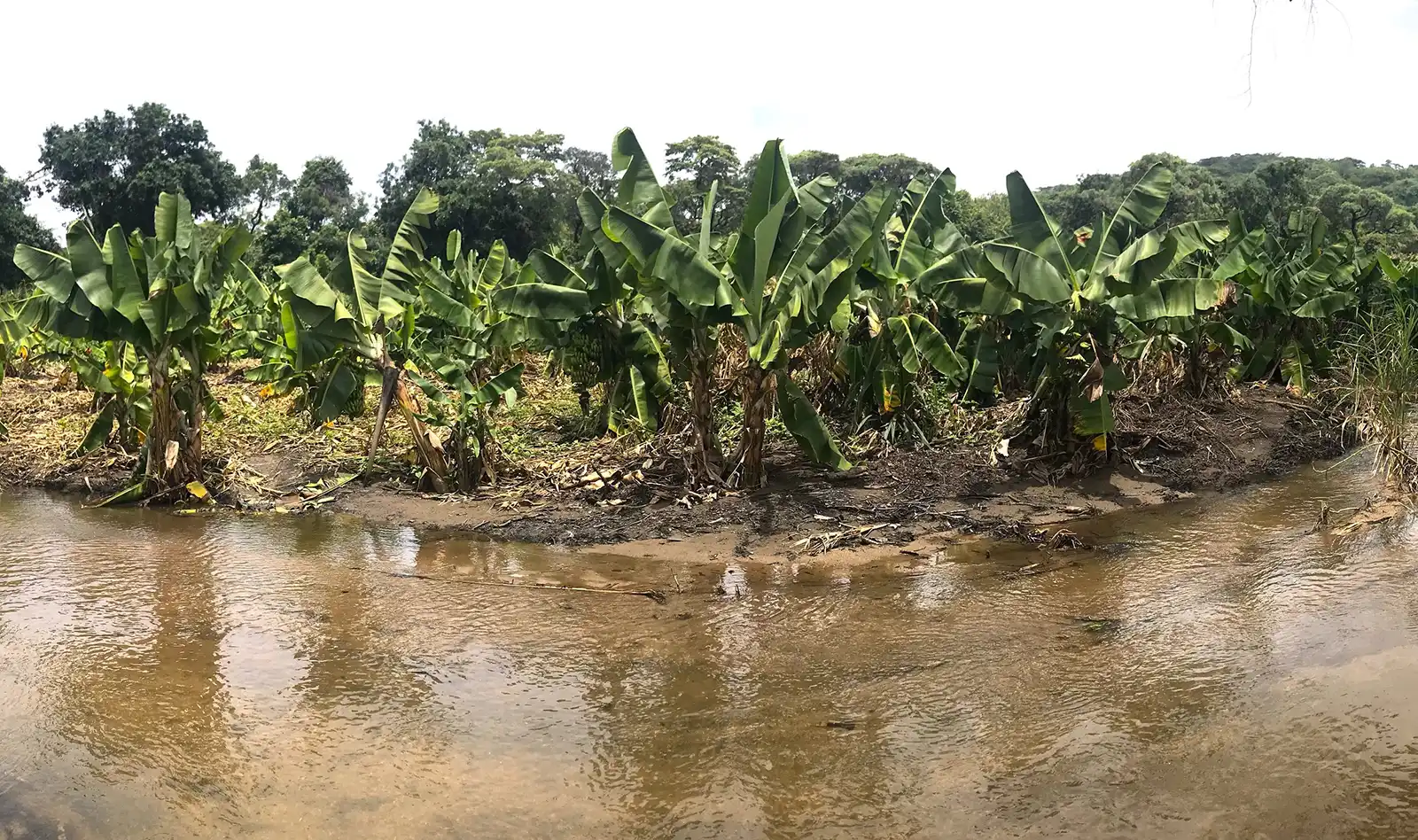 CompactRF–Board-Members-Visit-2025–Banana-Trees